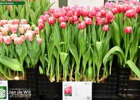 Tulipa Columbus ® (1)